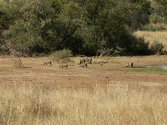 090517_Pilanesberg 144